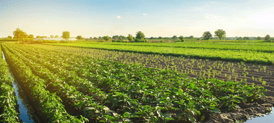 Agriculture, Food and Forest Products